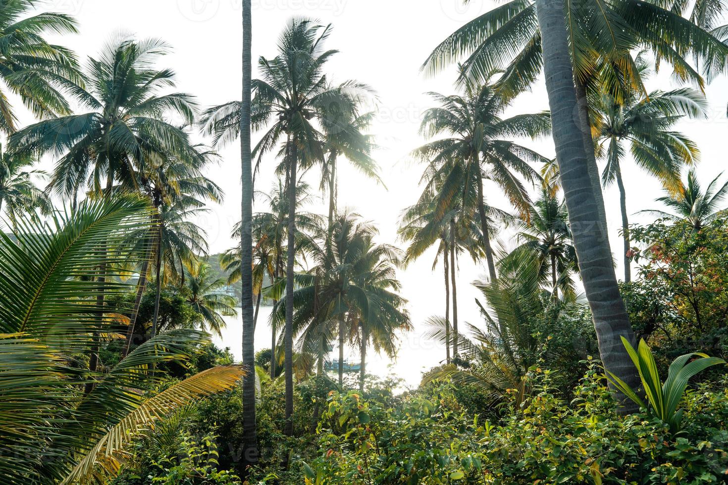 kokospalmer på den tropiska ön på sommaren foto