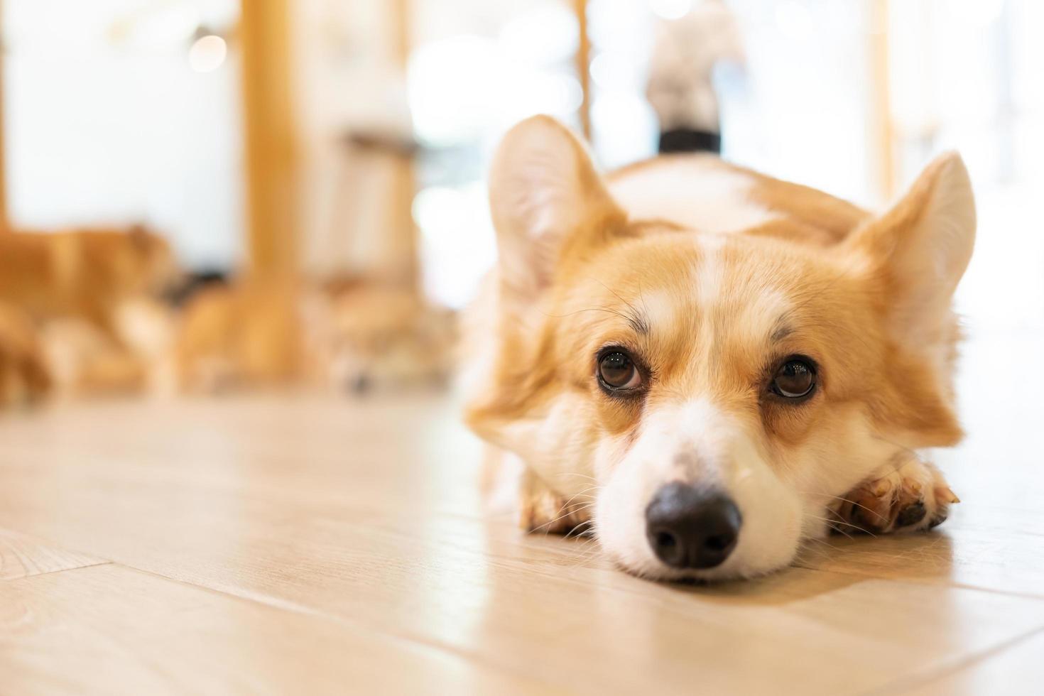 vuxen corgi tittar runt på trämarken. söt valp corgi ligger på golvet foto