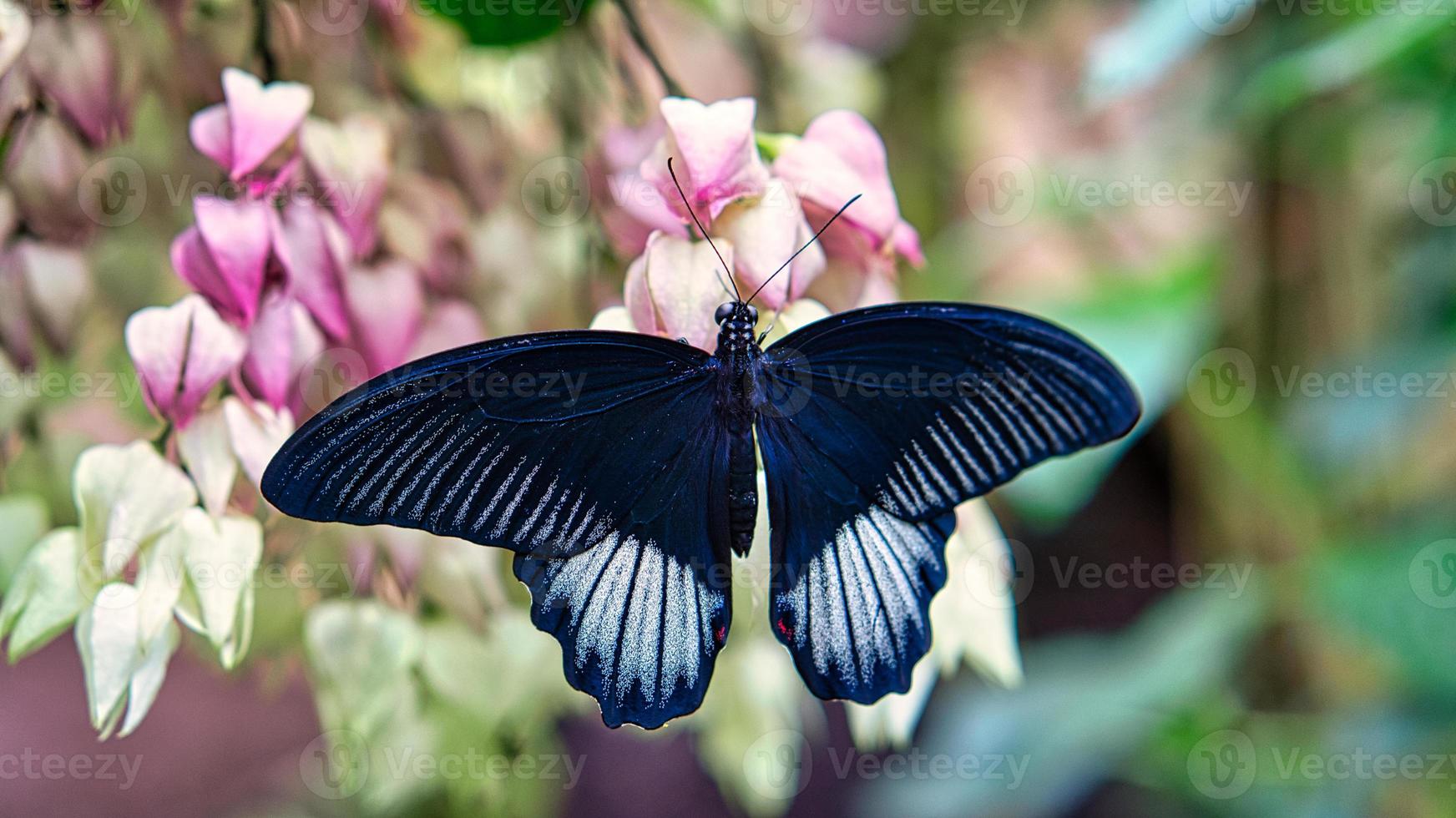 färgglad fjäril på ett blad, blomma. elegant och delikat foto