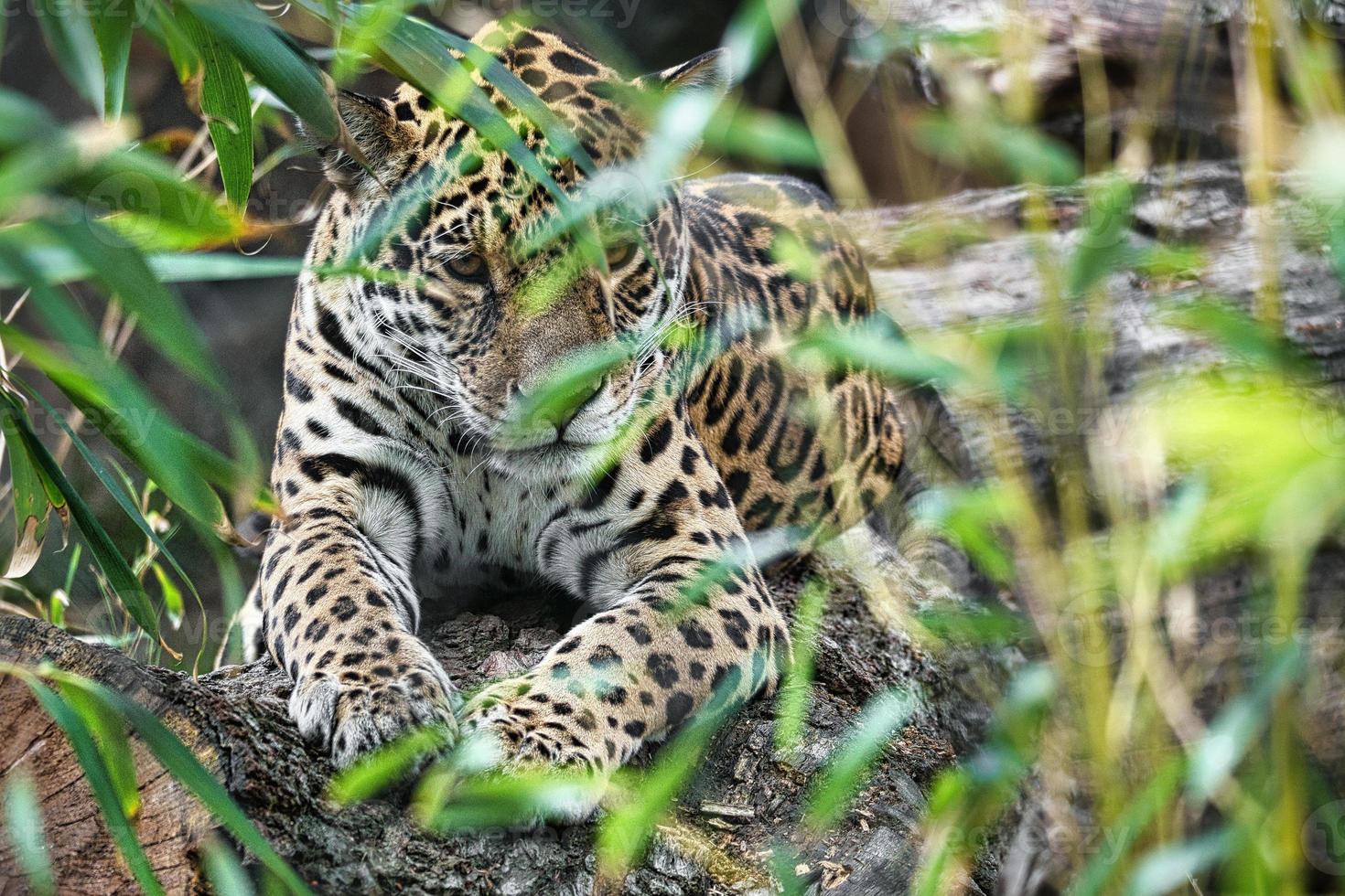 jaguar liggande bakom gräs. fläckig päls, kamouflerad lurar. den stora katten är ett rovdjur. foto