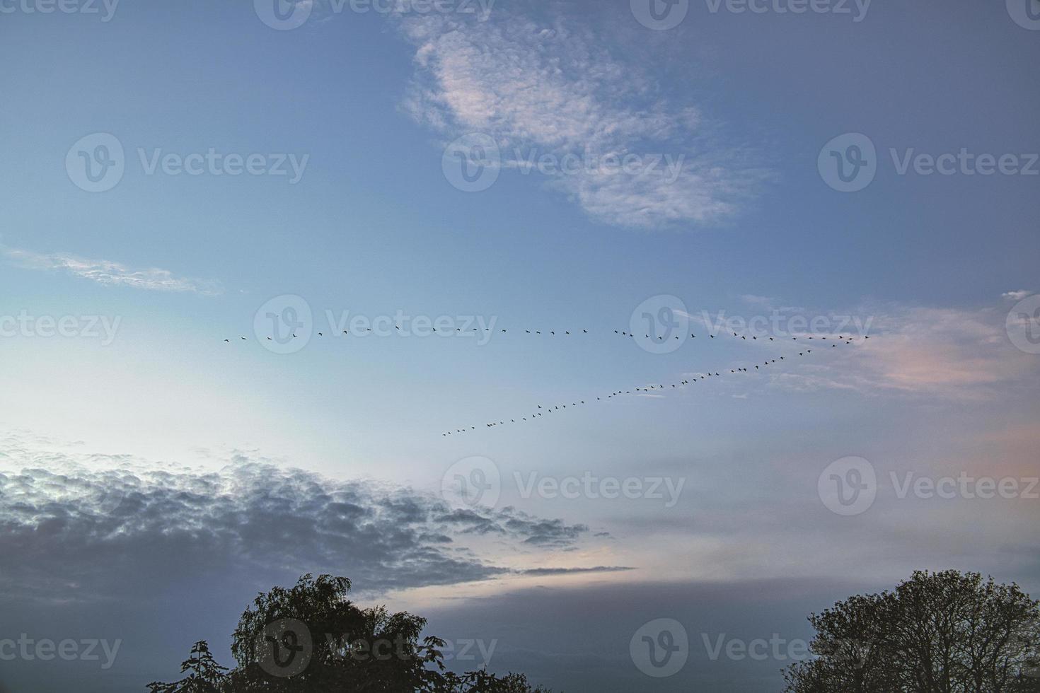 tranor som rör sig i formation på himlen. flyttfåglar på darss. foto