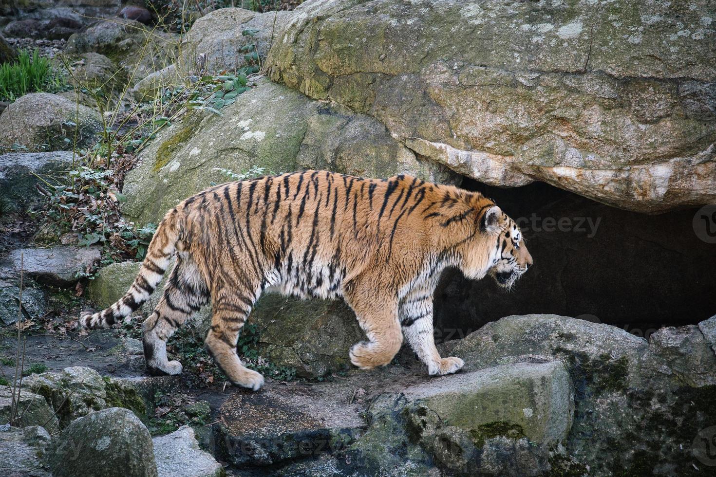 sibirisk tiger. elegant stor katt. utrotningshotade rovdjur. vit, svart, orange randig päls foto