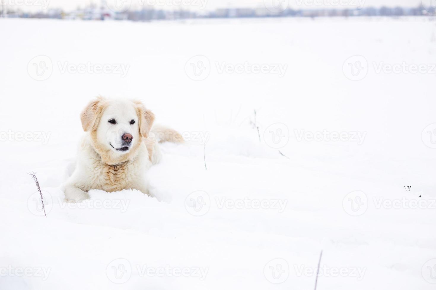 stor labrador retriever hund i vinterlandskap ligger i snön i snödriva. foto