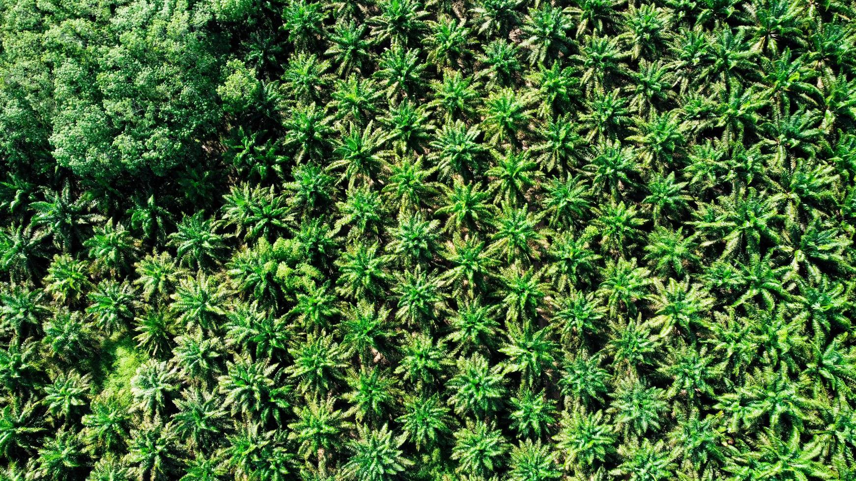 flygfoto av oljepalmplantage stor i thailand. konvertera en hög vinkelvy av en oljepalmplantage. palmolja koncept foto