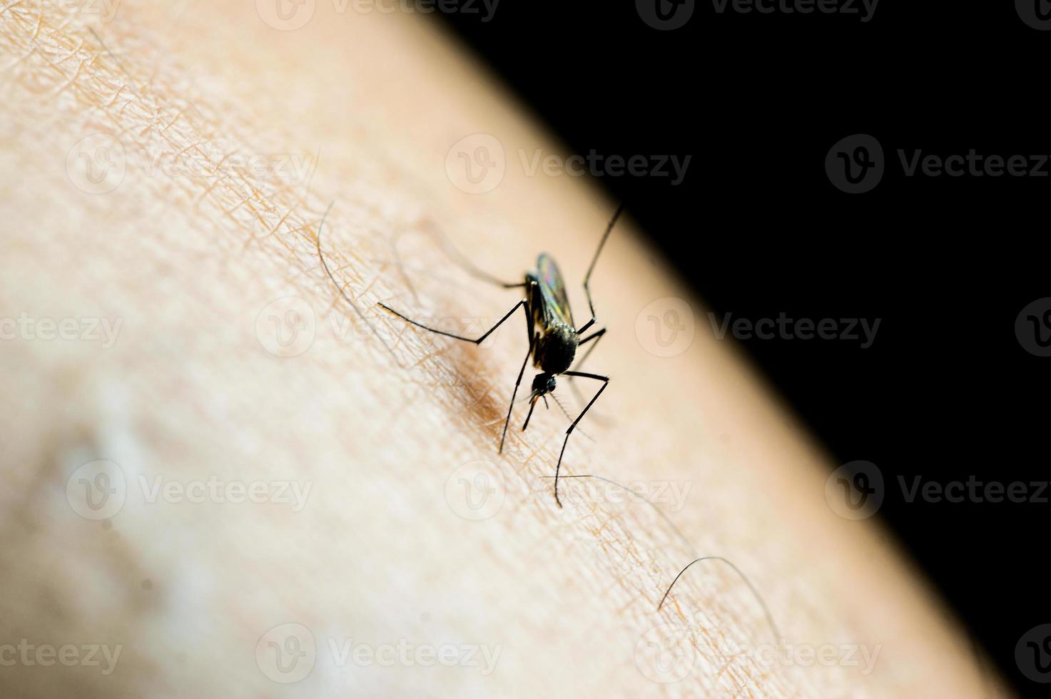 myggor i tropiska skogar suger blod på mänsklig hud. foto