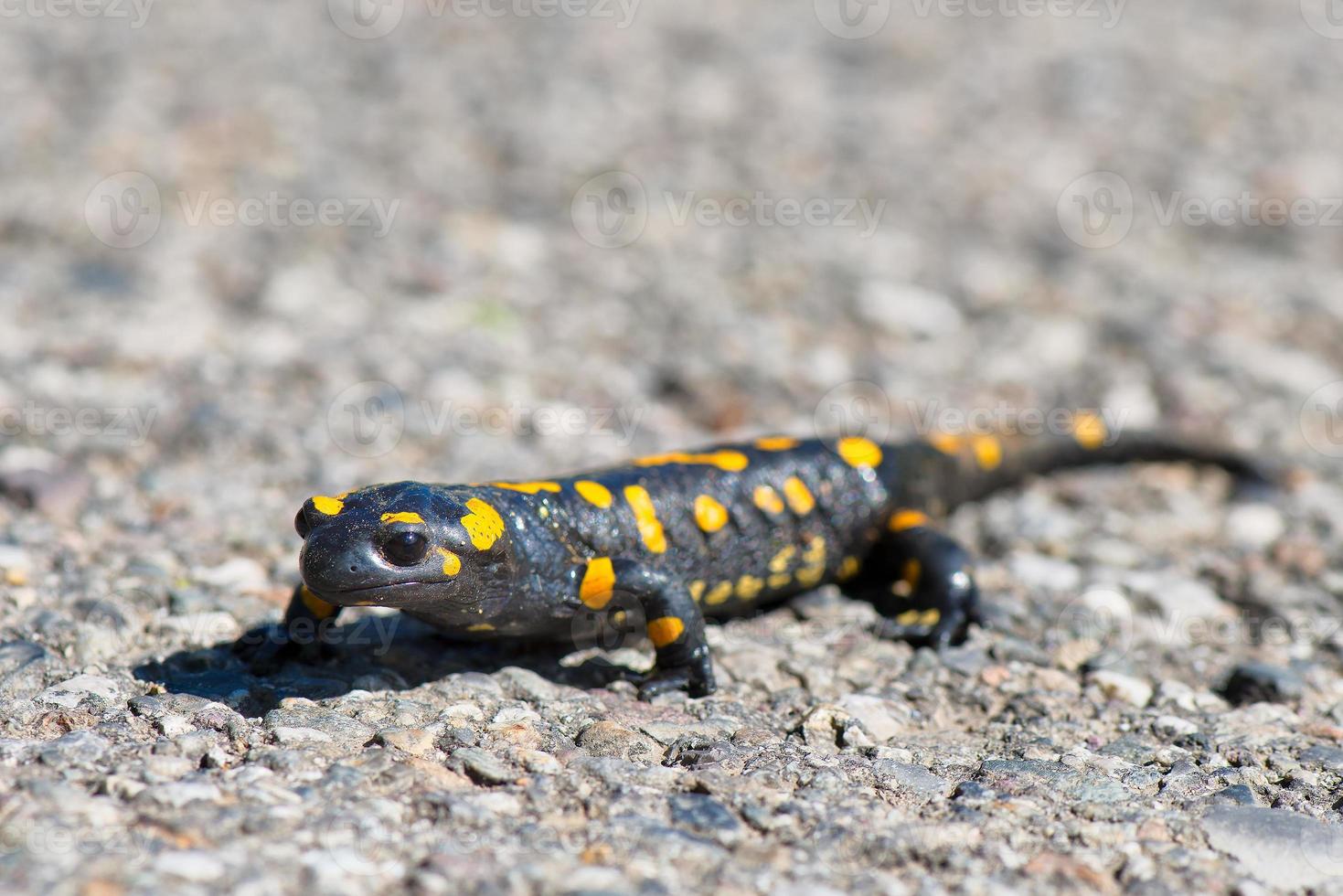 salamander går på gatan foto