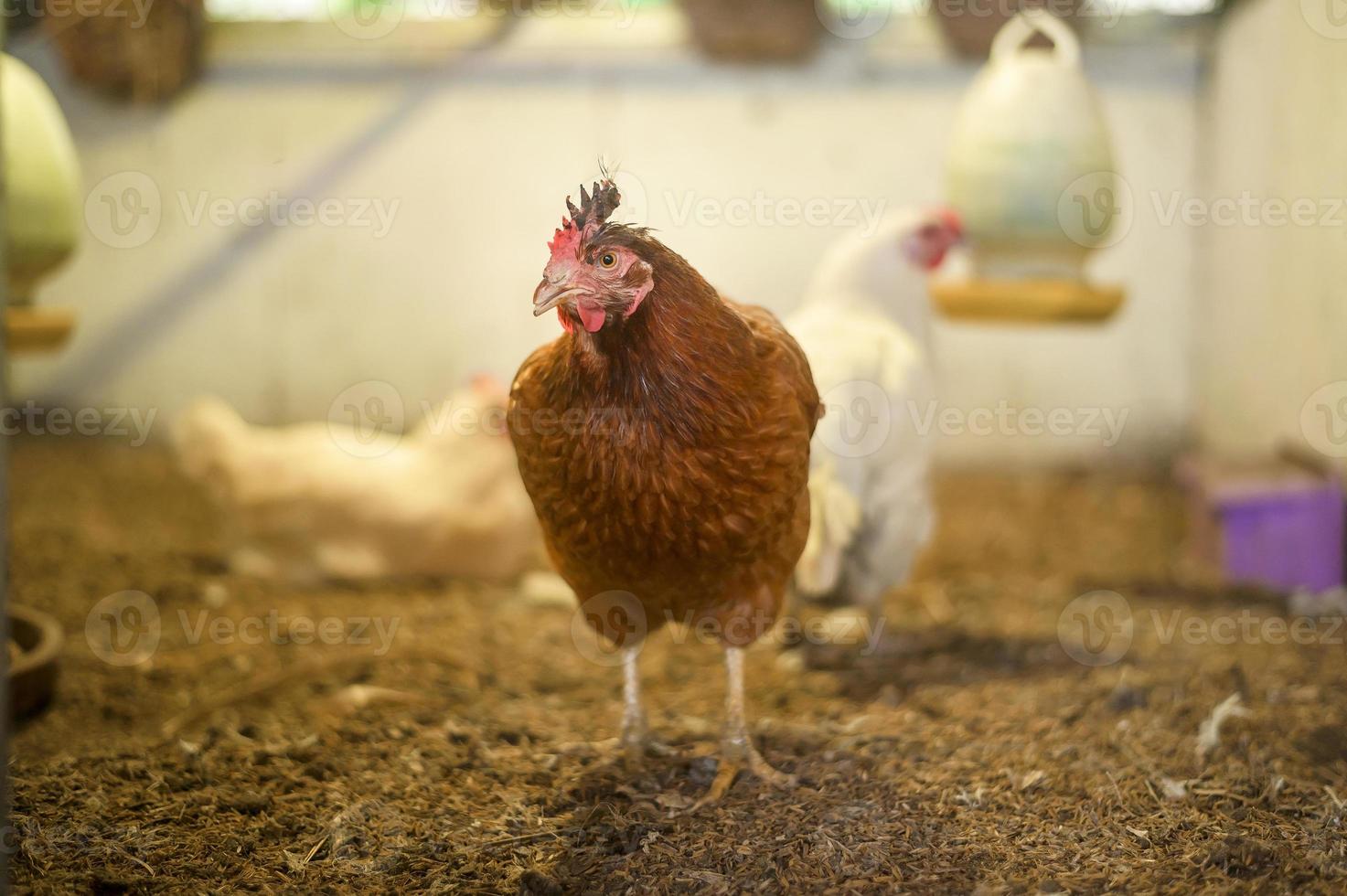 närbild kyckling i bondgård, jordbruksindustri koncept. foto
