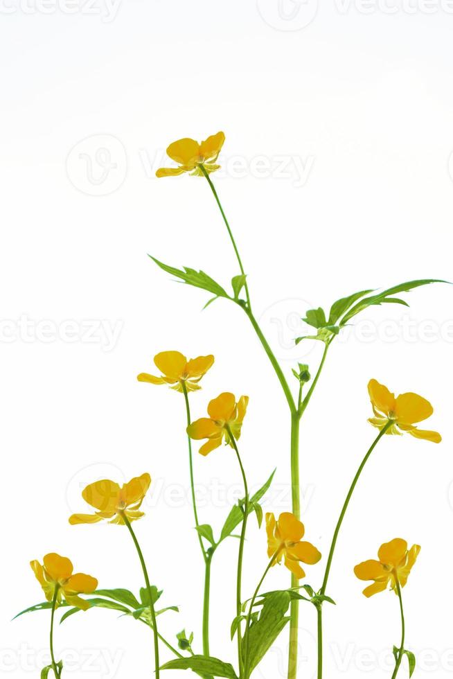 gula vilda blommor smörblommor isolerad på vit bakgrund. foto