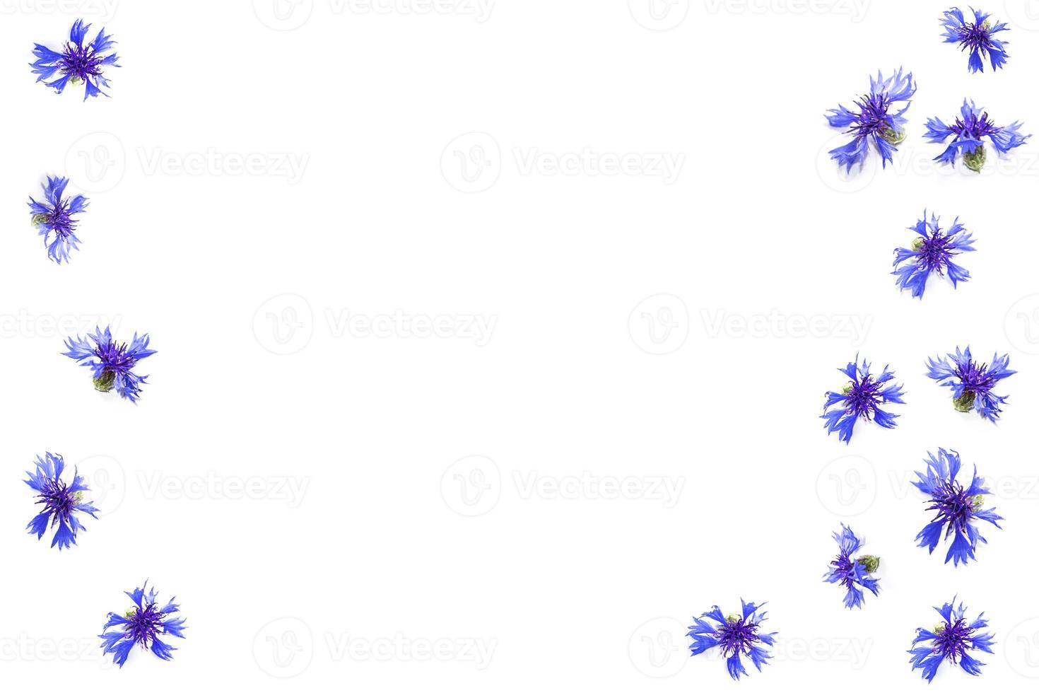vild blomma blåklint. vackra vildblommor. foto