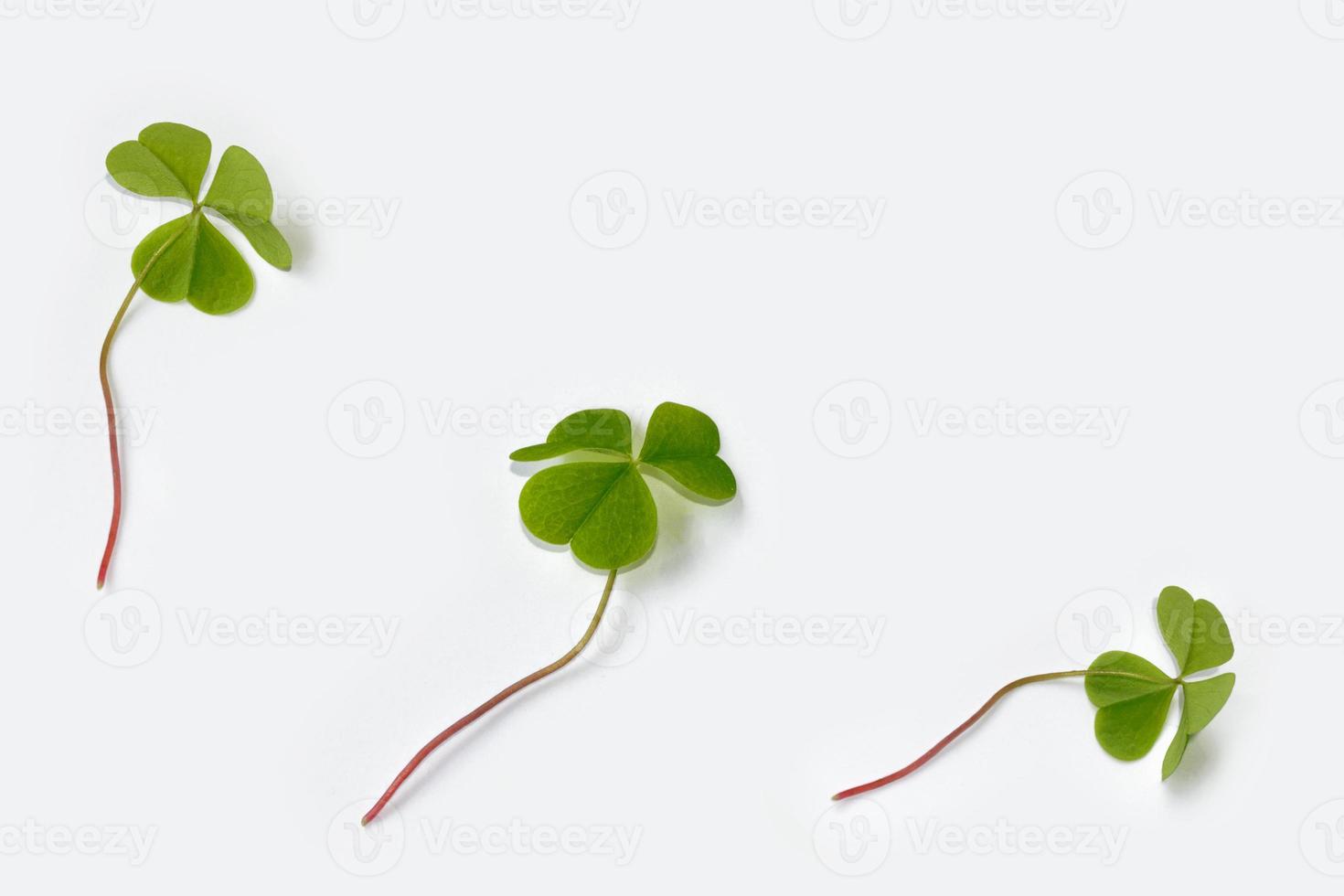 gröna klöver blad isolerad på vit bakgrund. St Patricks Day foto