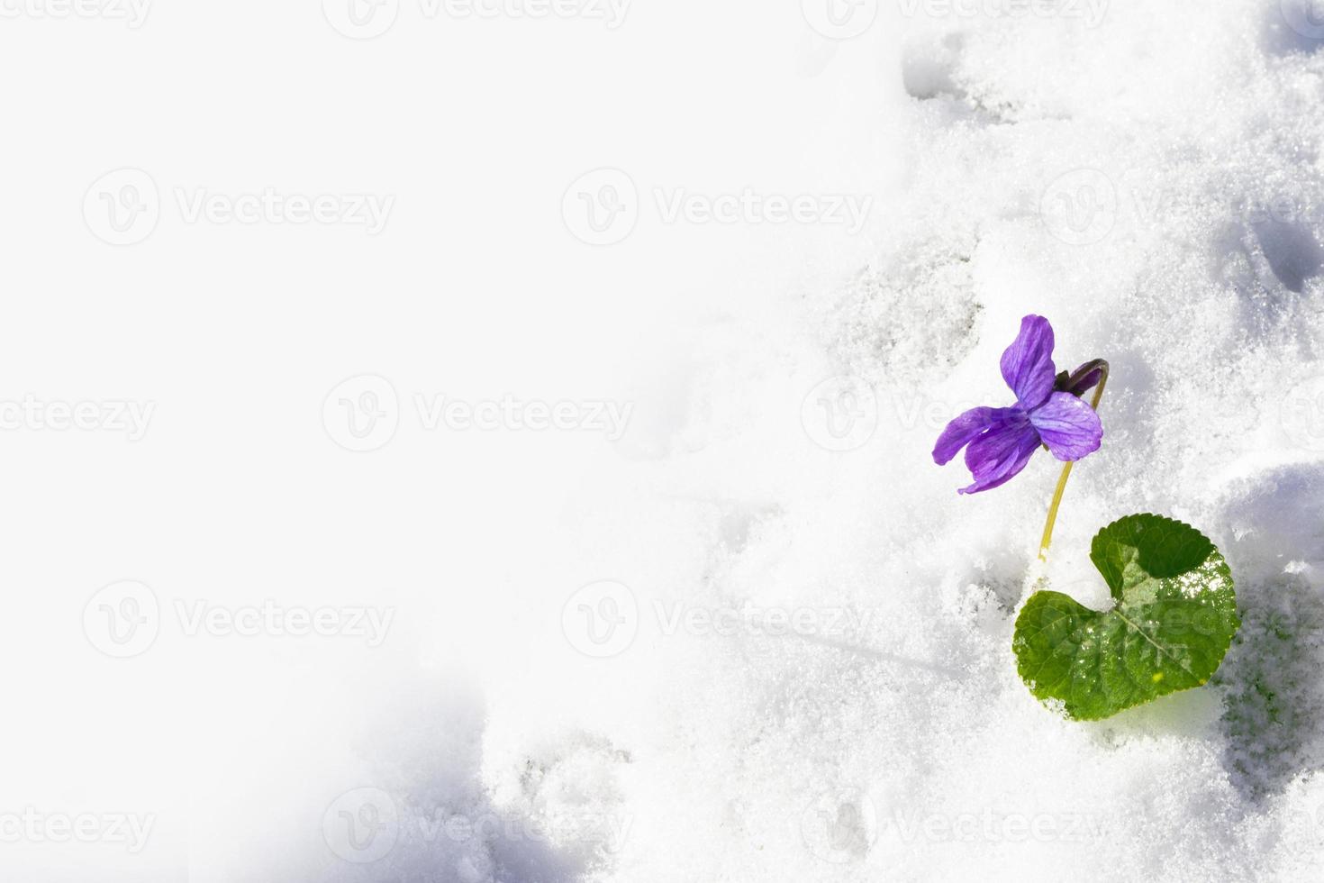 snödroppe blomma växer i snö i tidig vårskog foto