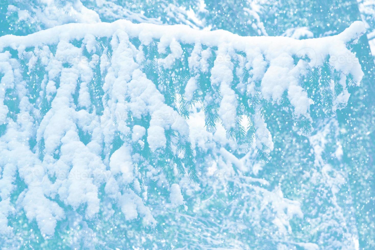 frusen vinterskog med snötäckta träd foto