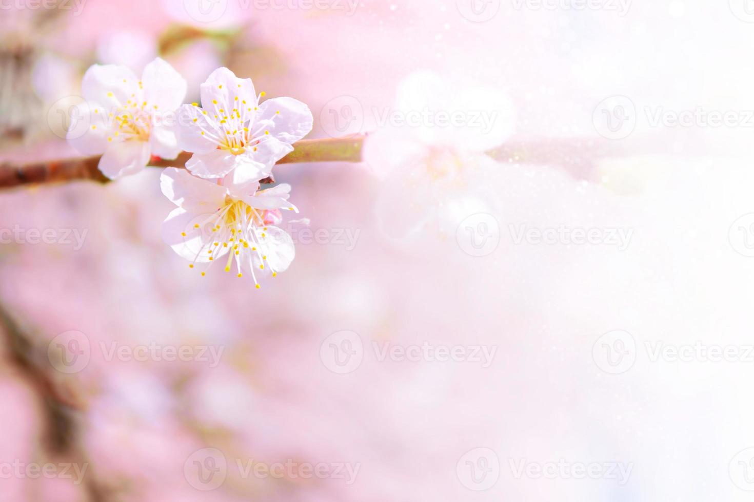 blommande gren äpple. ljusa färgglada vårblommor foto