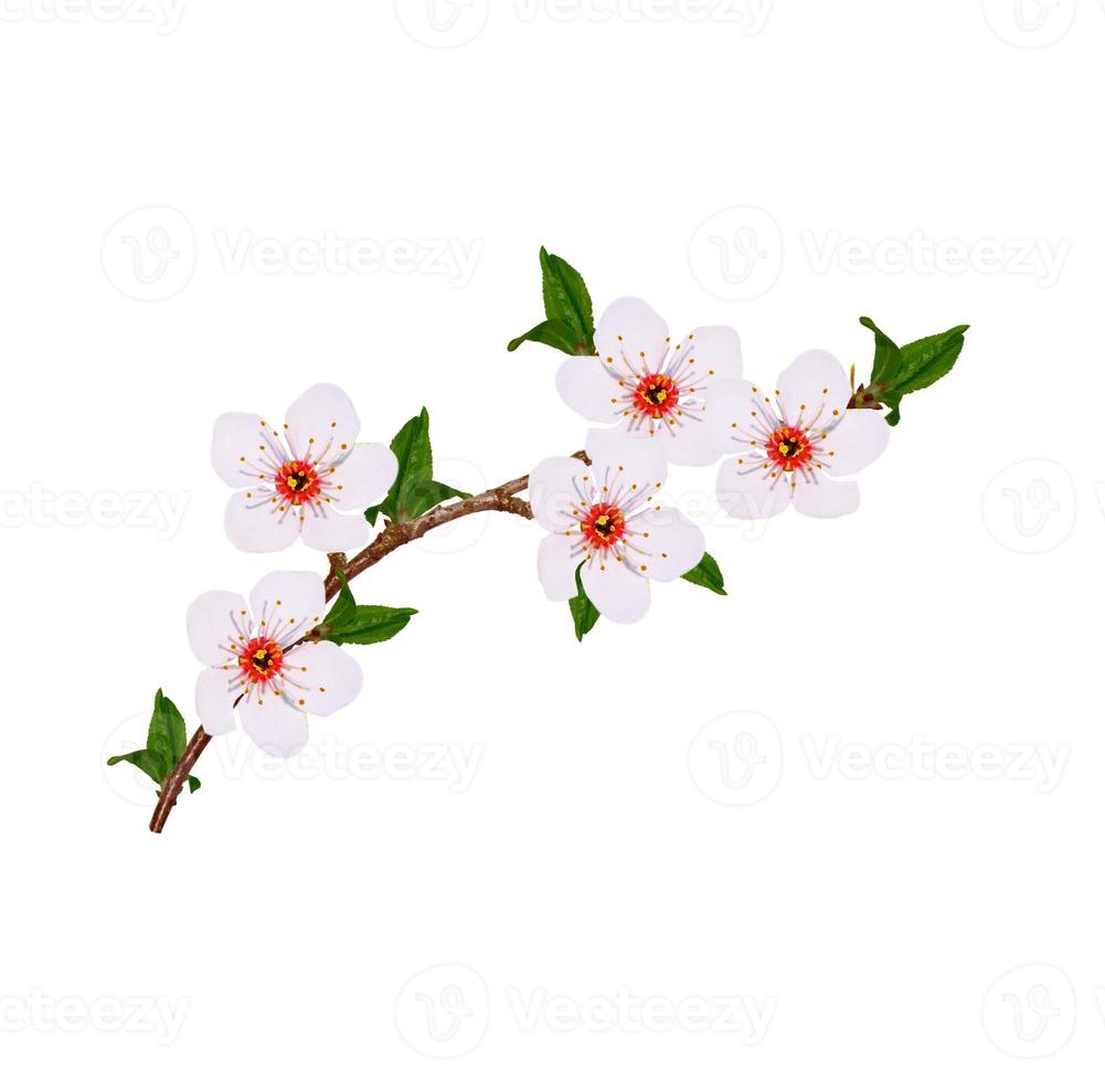 blommande gren av körsbär isolerad på en vit bakgrund. foto