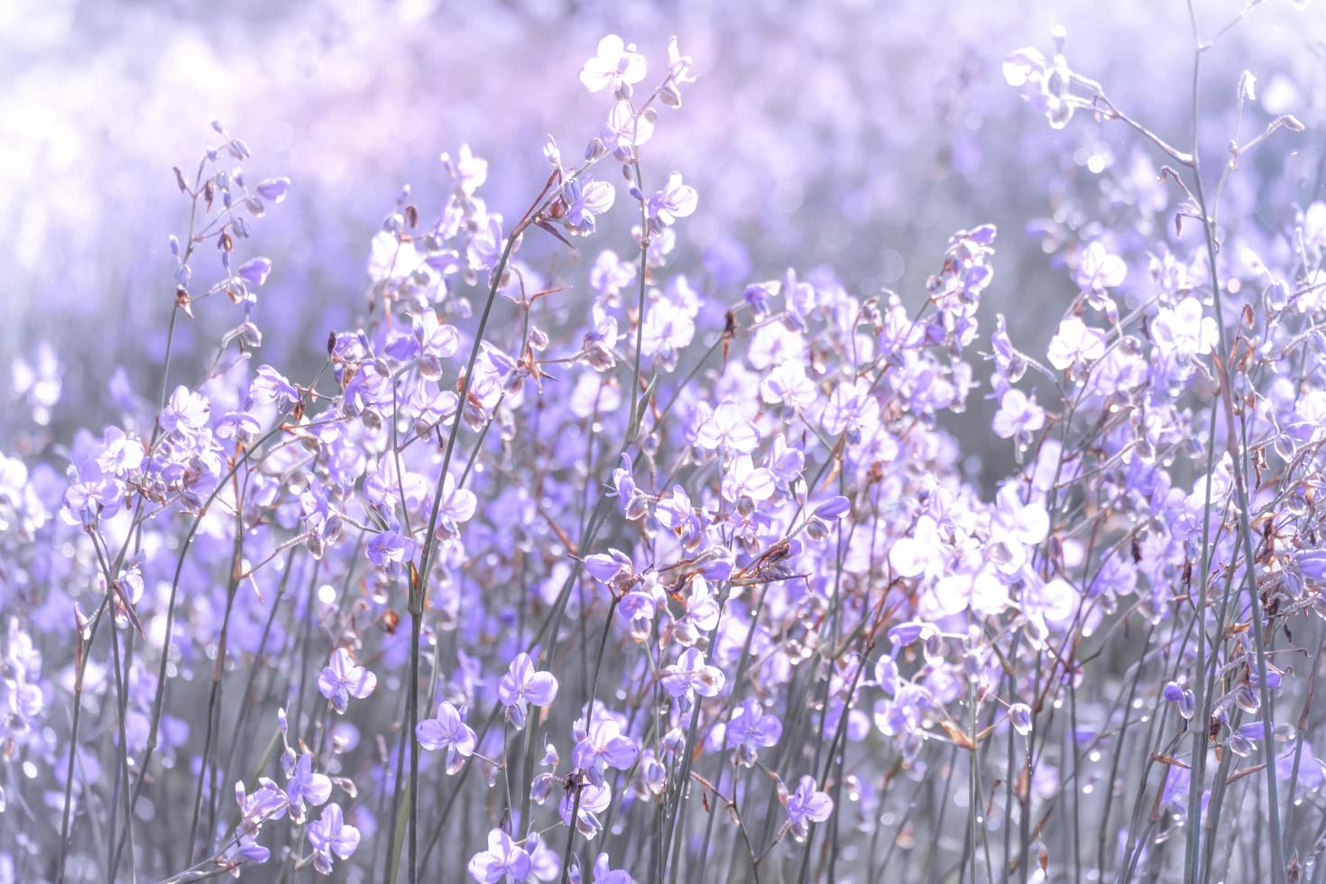 lila blomma blommar på fältet, vackert växande och blommor på ängen som blommar på morgonen. mjuk pastell på naturbokehbakgrund, vintagestil foto