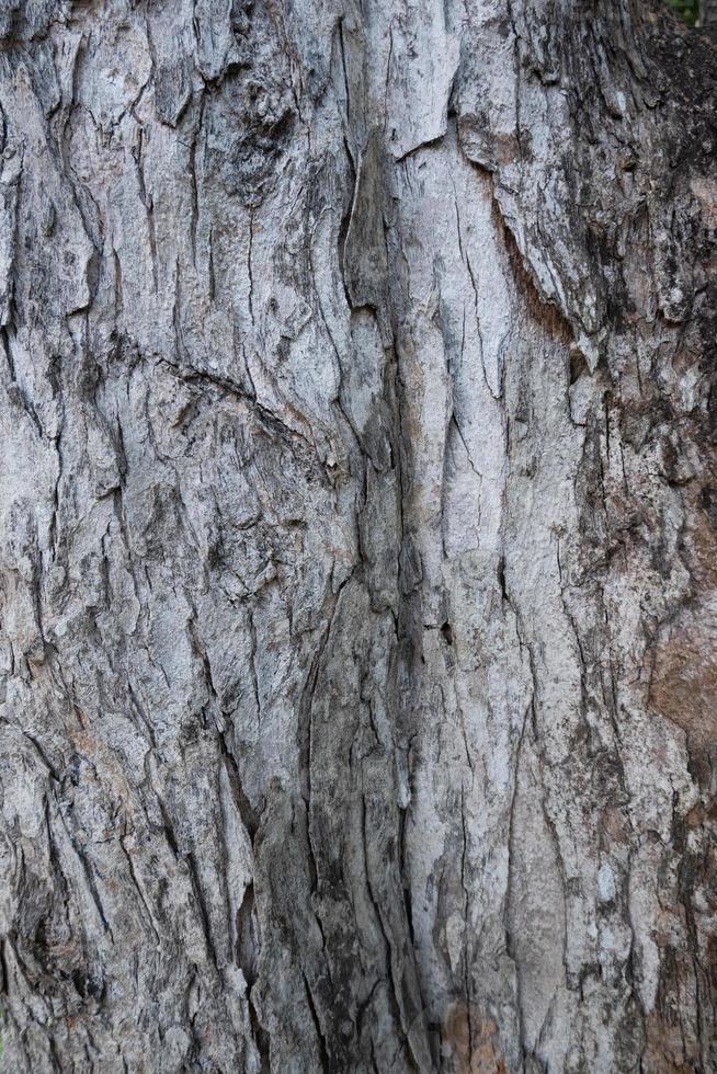 ojämn grov grå trädbark med ett mönster av sprickor. trä textur naturliga mönster gamla vintage styrelse grön brun röd bakgrund hård bakgrund mockup foto