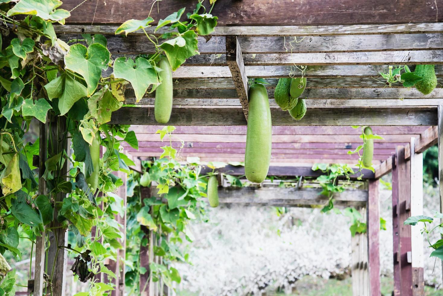 ekologisk lång grön pumpa trädgård, chiangmai thailand foto