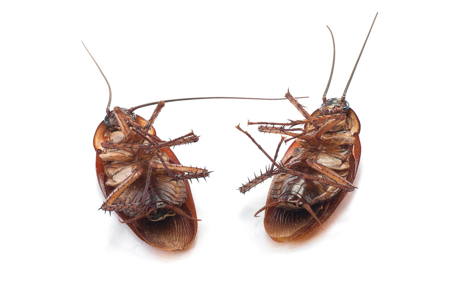 tvilling döda kackerlackor nära gamla metallplatta på vit bakgrund foto
