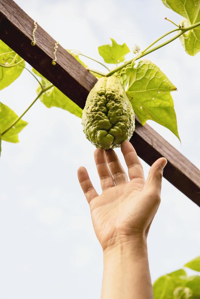 man i ekologisk chayote trädgård, chiangmai thailand foto