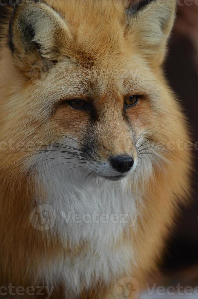 fantastisk rödräv på nära håll och personlig foto