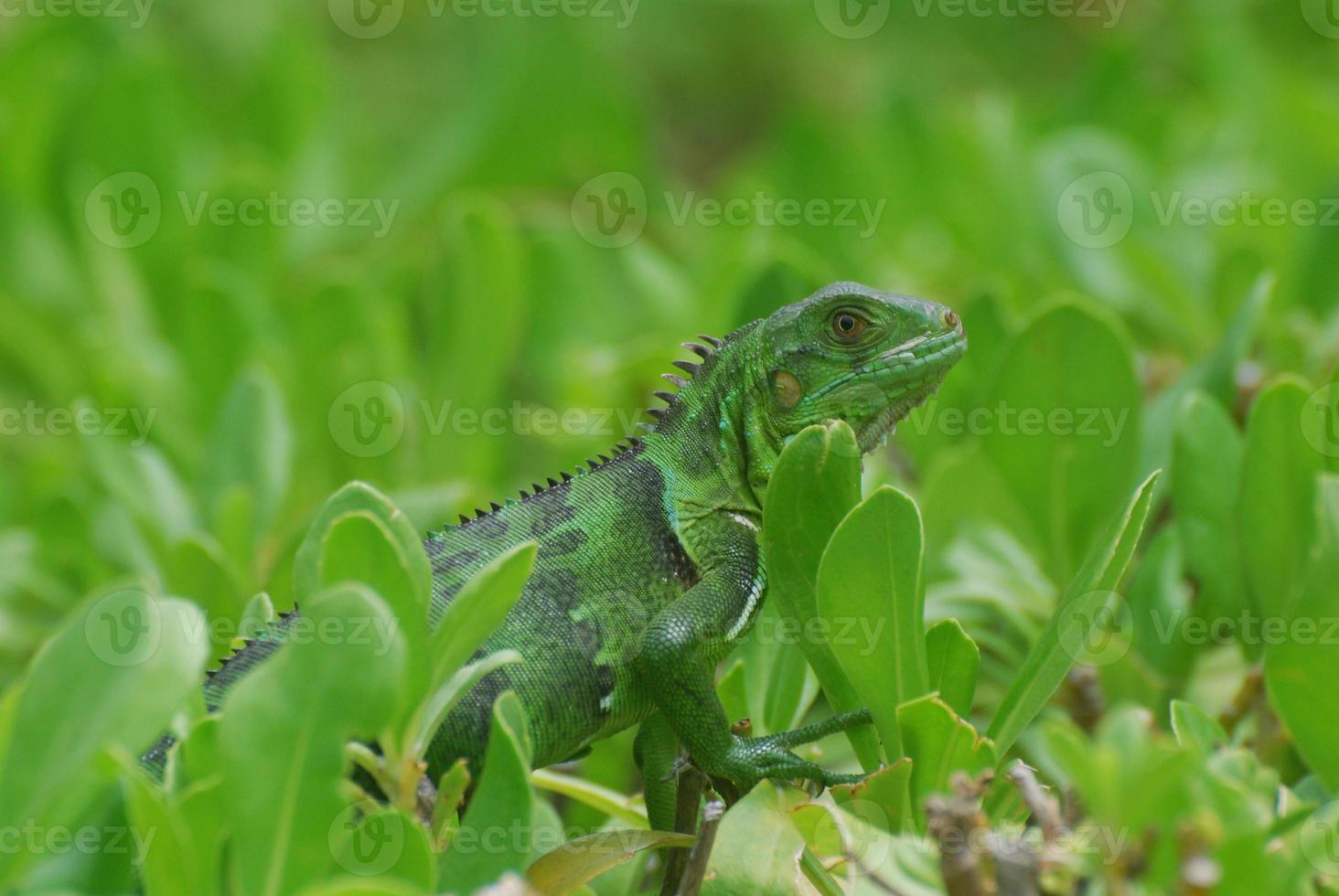 otroligt grön leguan i gröna buskar foto