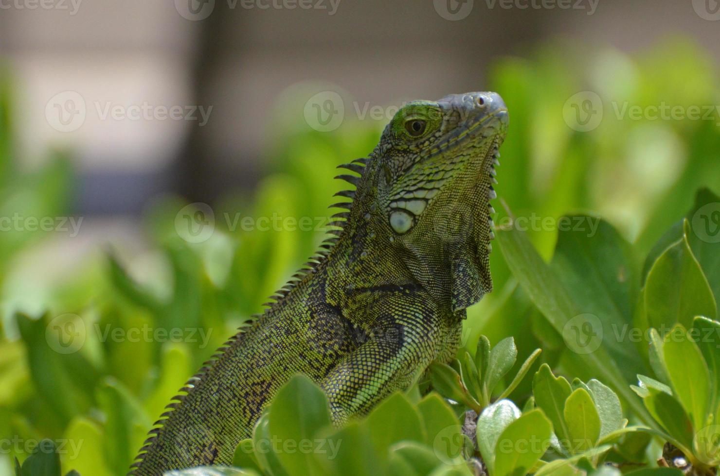 grön vanlig leguan som sitter i grönt buskage foto