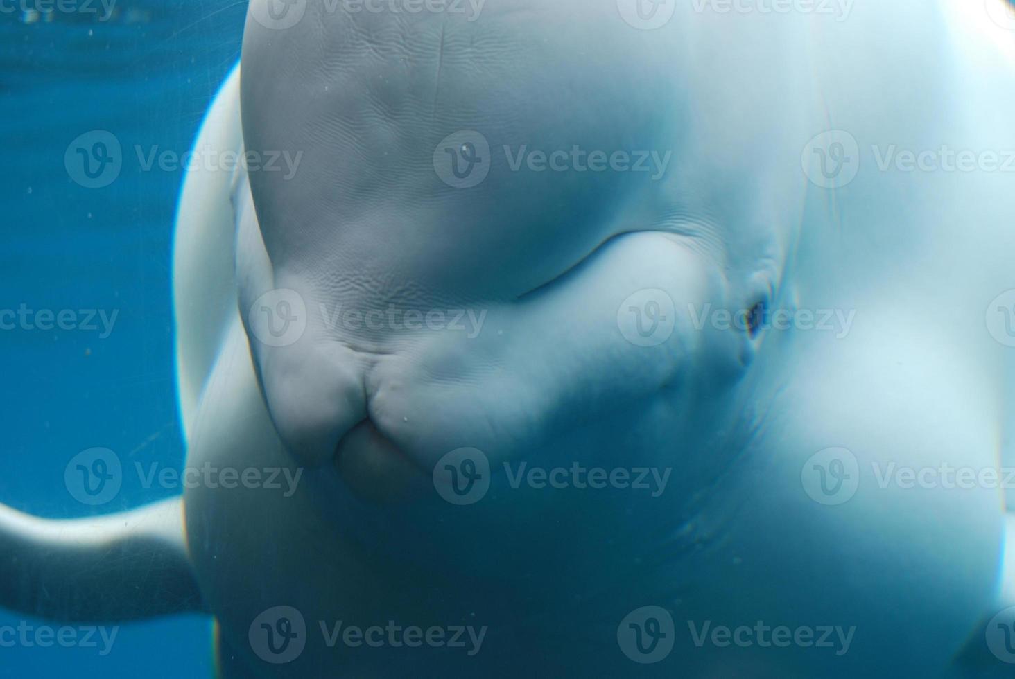 närbild titta på en vit vitval under vattnet foto