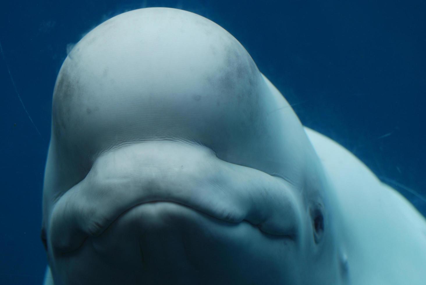 bedårande ansikte av en vitval under vattnet foto