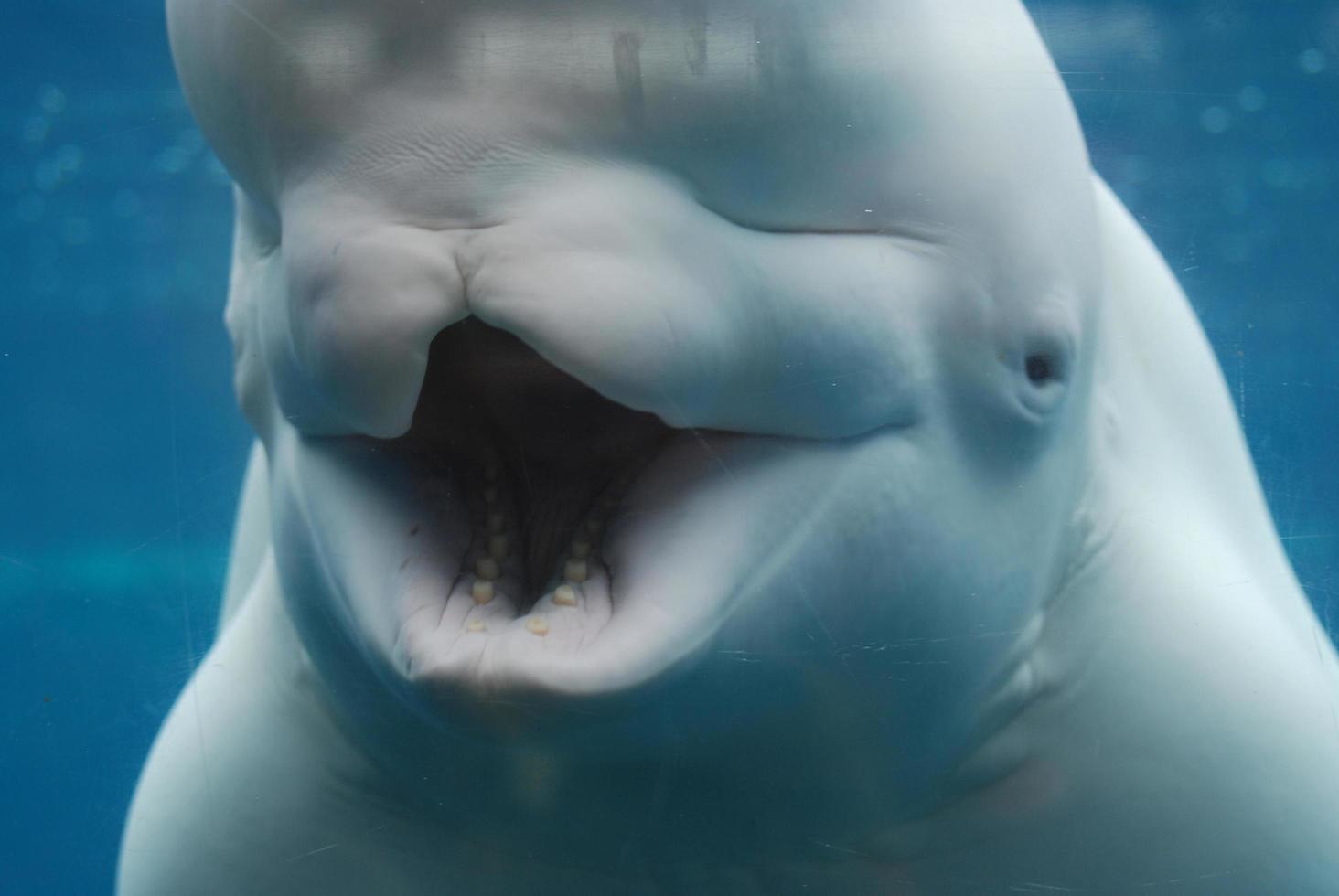 dumma munnen på en vitval vidöppen under vattnet foto