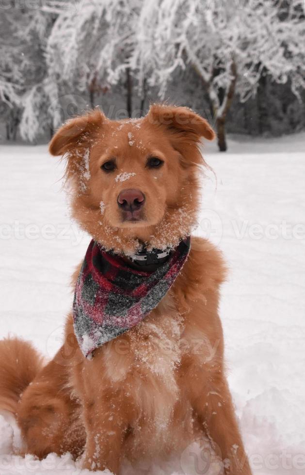 bedårande duck tolling retriever med snöflingor på näsan foto