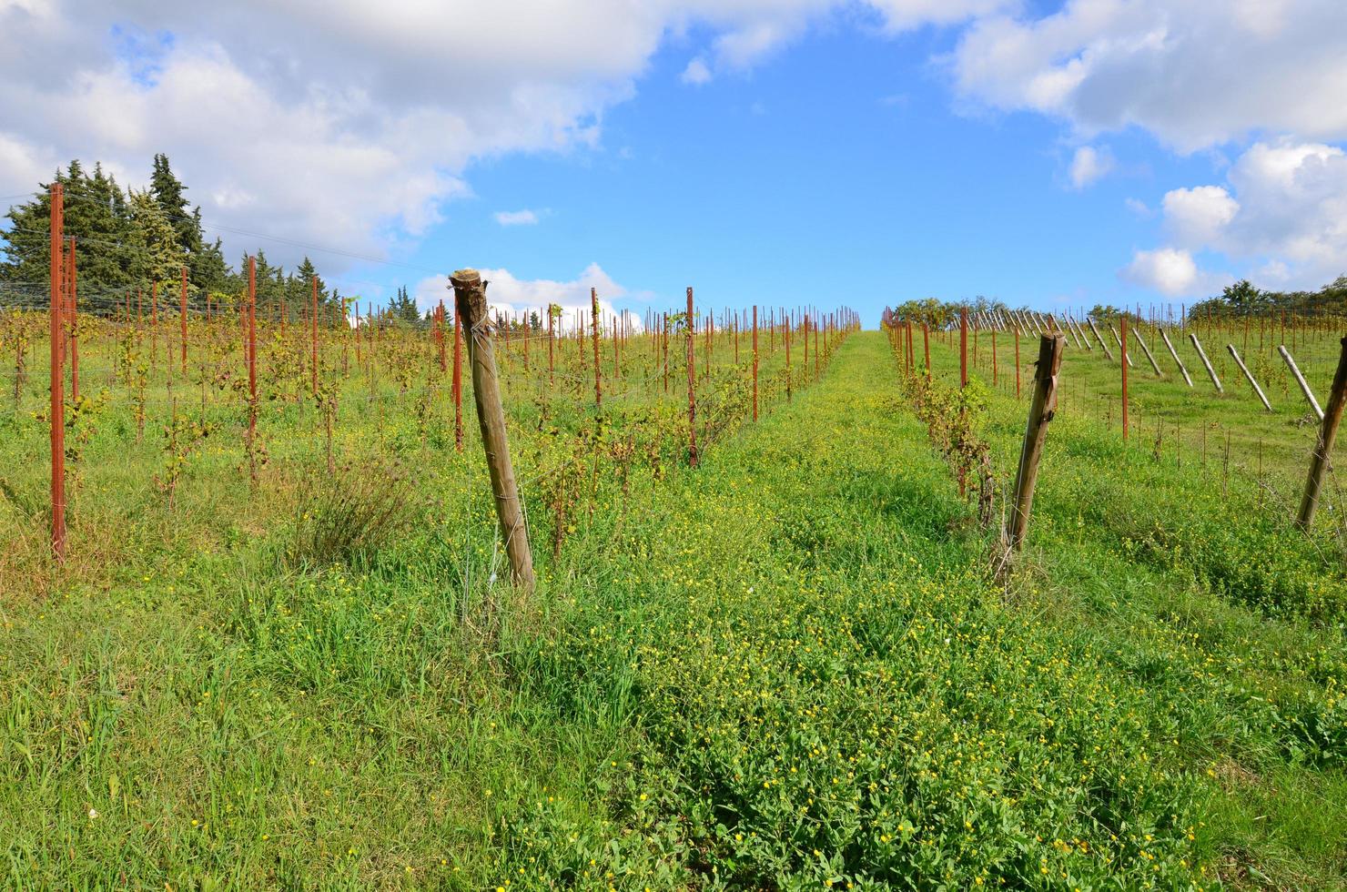 italienska vingårdar i Toscana foto