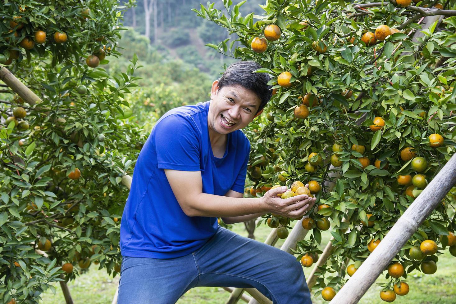 ung man glad skörd färsk apelsin frukt trädgård i kuperat område chiangmai, thailand foto