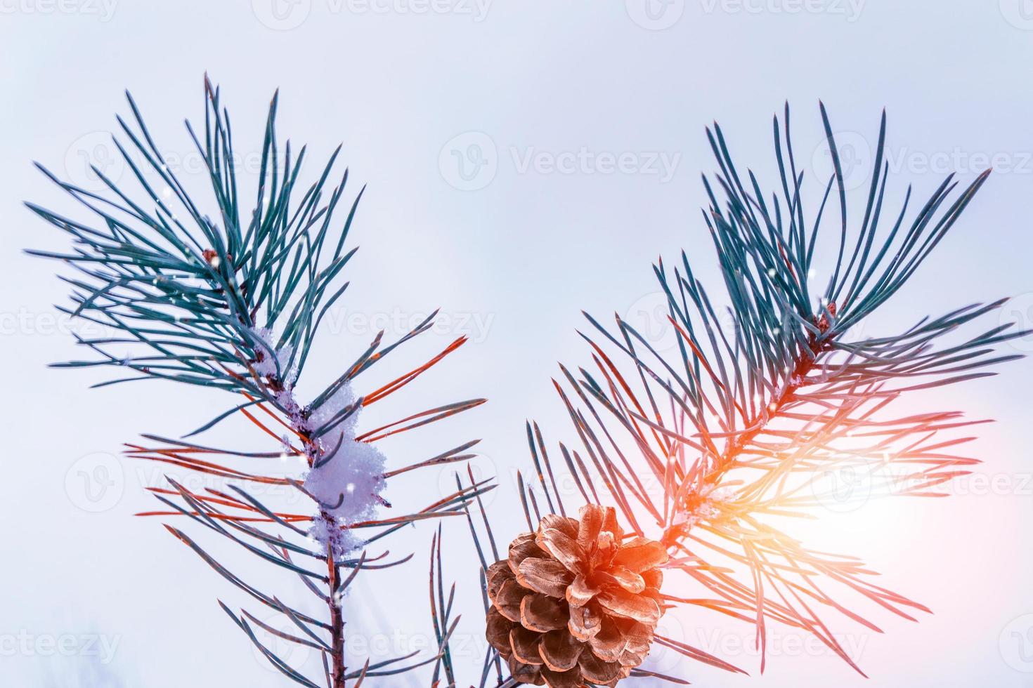 frusen vinterskog med snötäckta träd. foto