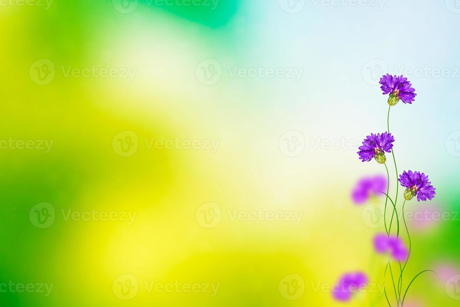 färgglada blåklint blommor foto