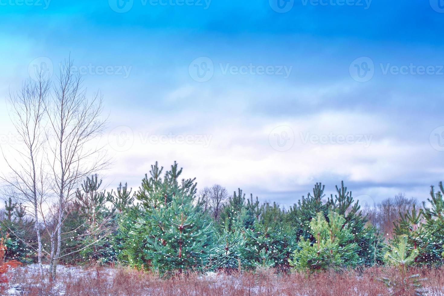 frusen vinterskog med snötäckta träd. foto