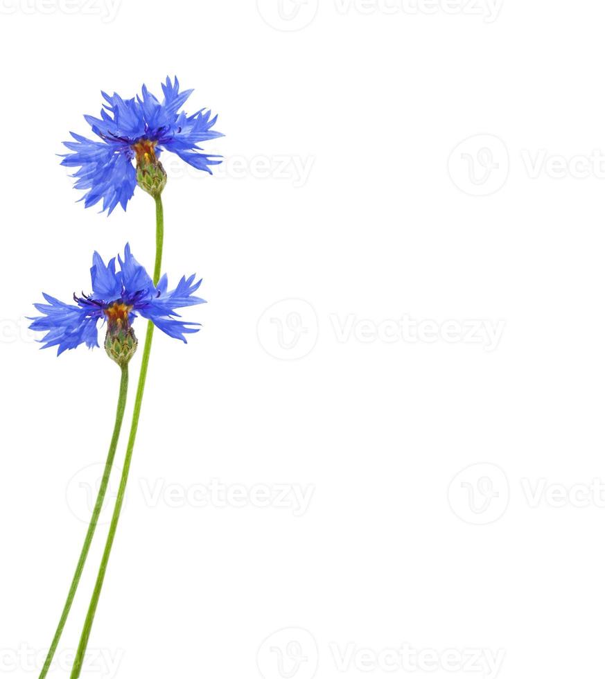 vild blomma blåklint foto