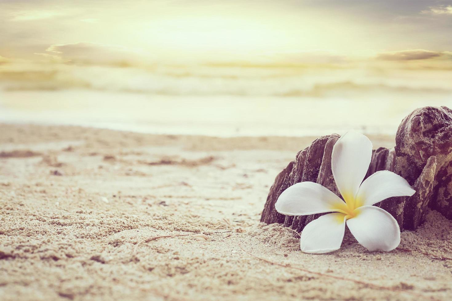 vintage stil foto av vit plumeria på stranden över havet våg och himmel bakgrund