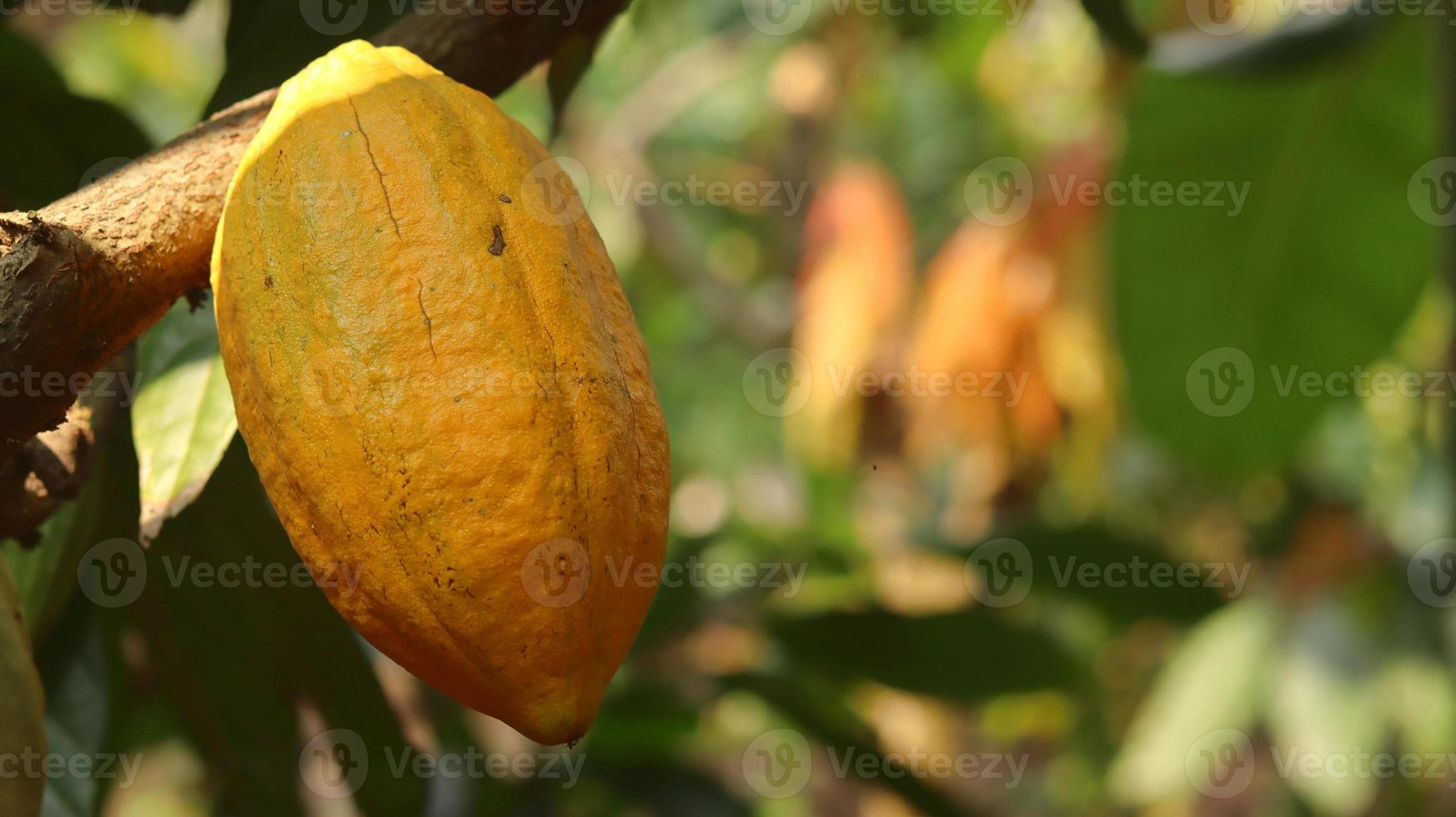 de gula kakaofickorna är mogna på trädet och redo att skördas. theobroma kakao l. på åker eller gård. kakaoskidor. foto