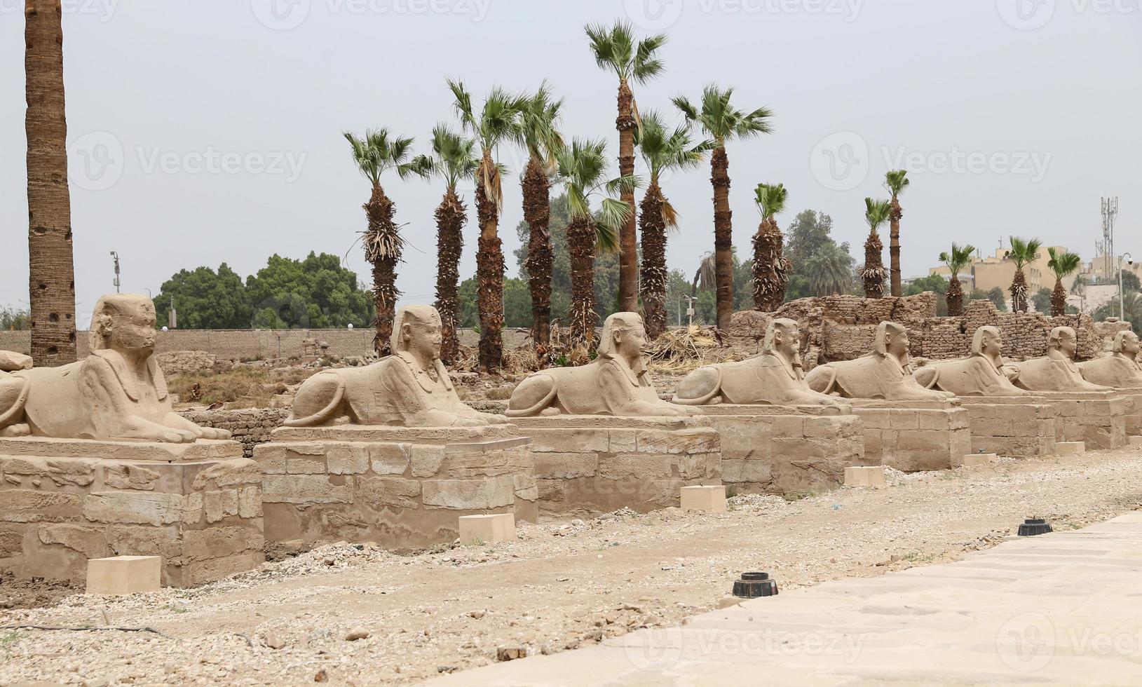 aveny av sfinxer i luxor tempel, luxor, egypten foto