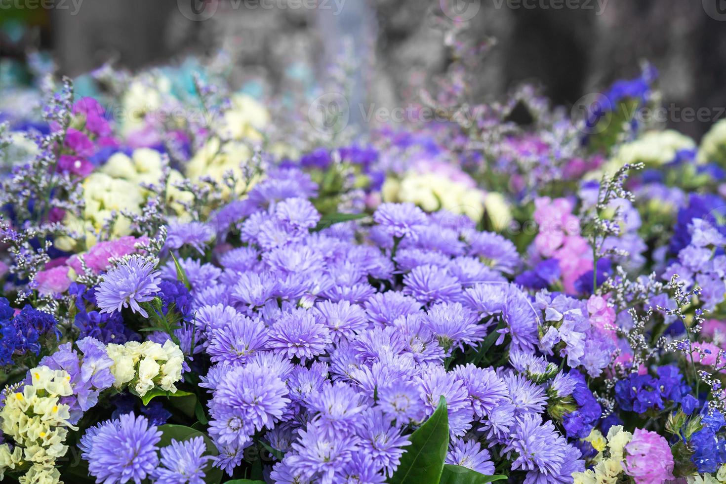 magenta asters blombukett foto