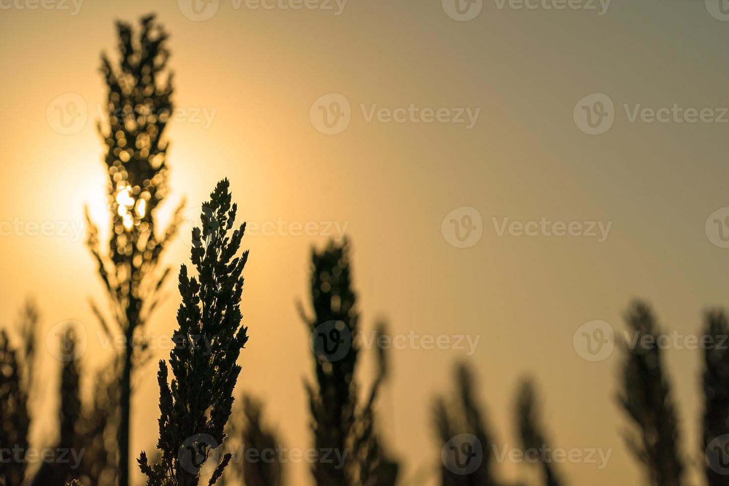 närbild sorghum i fält agent solnedgång foto