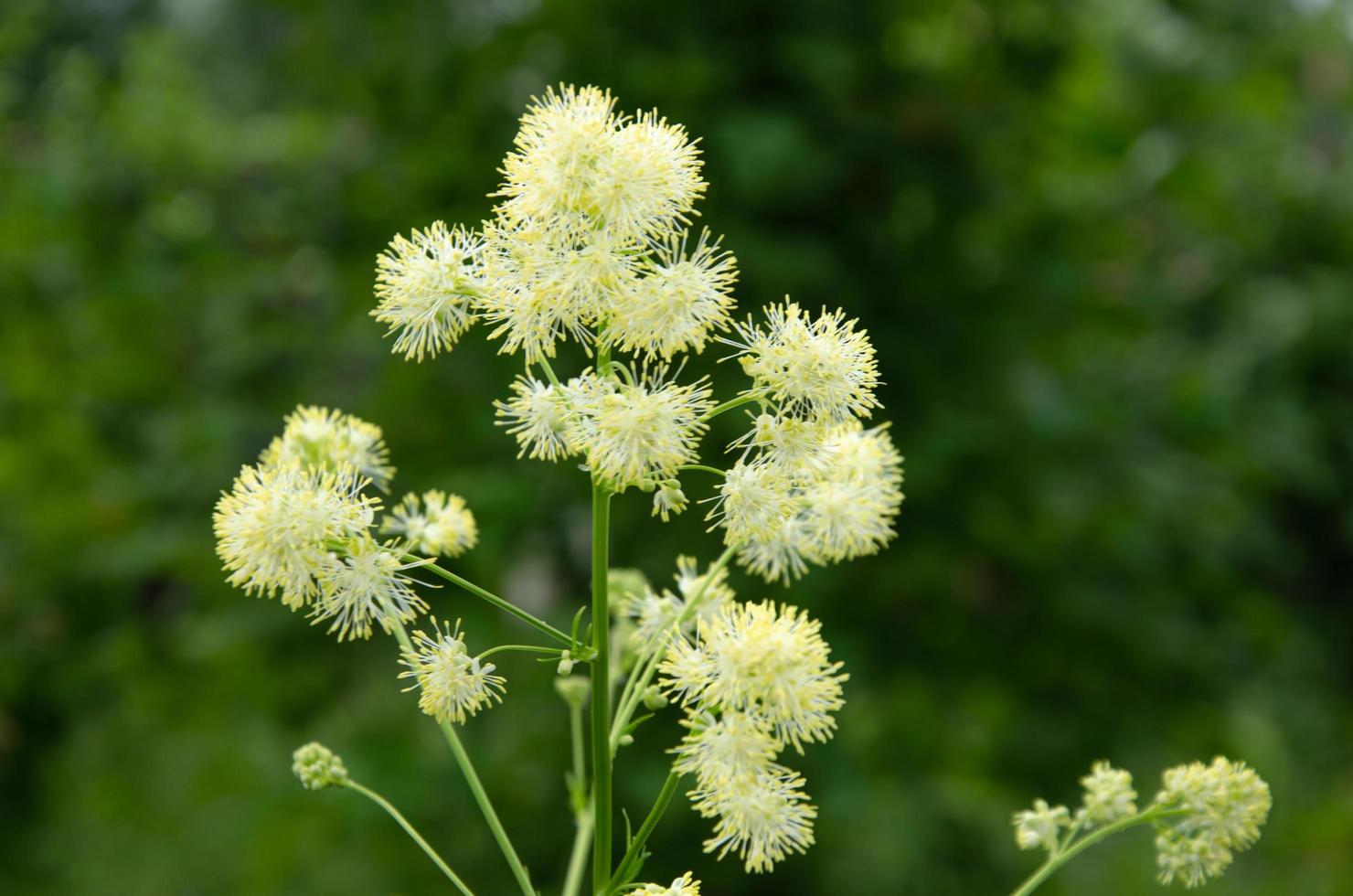 plantera blåklint från smörblomfamiljen, trädgårdsblommor foto