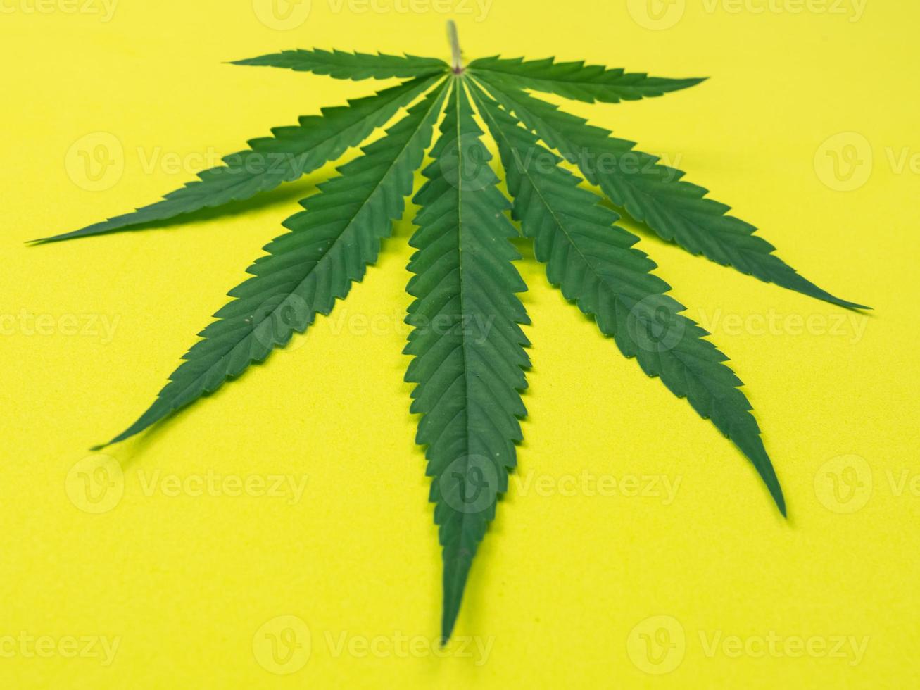 närbild av cannabisblad på gul bakgrund. foto