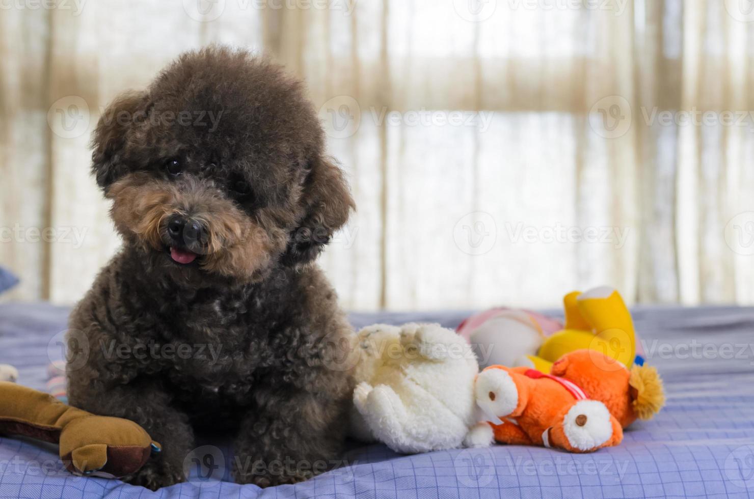 bedårande leende och glad svart pudelhund sitter och tar många leksaker att leka på sängen. foto