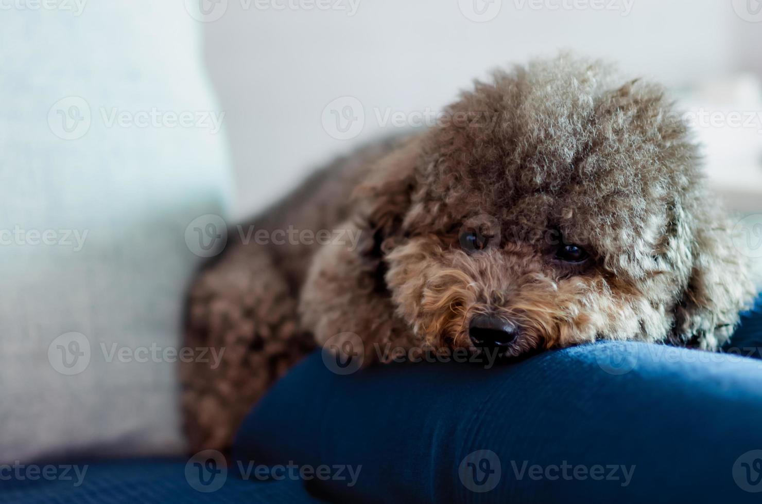 bedårande svart pudelhund sover på blått tyg foto