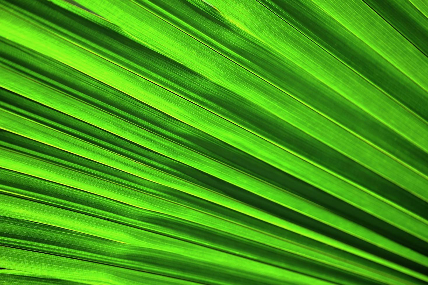stora palmblad bakgrund, träd unga gröna palmblad naturlig grön textur bakgrund foto
