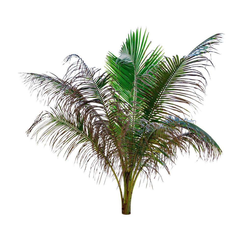 gröna blad av palm, kokospalmen böjning isolerad på vit bakgrund foto