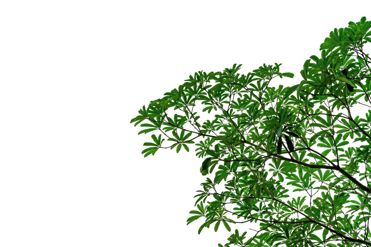 gröna blad mönster isolerad på vit bakgrund foto
