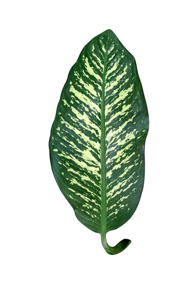 gröna löv mönster, löv dieffenbachia träd isolerad på vit bakgrund, inkluderar urklippsbana foto