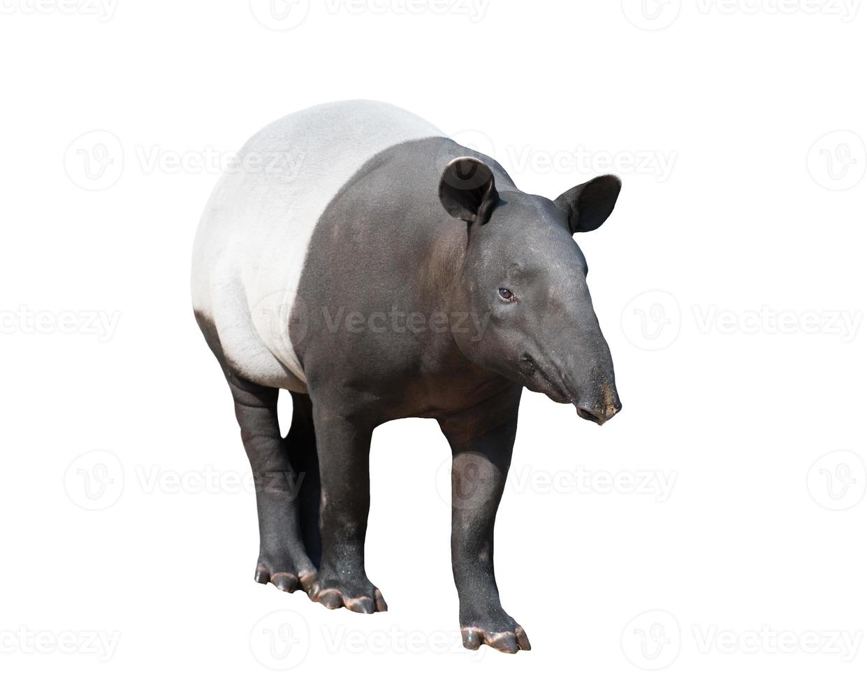 malayan tapir eller asiatisk tapir isolerade foto